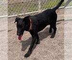 Small #1 Labrador Retriever Mix