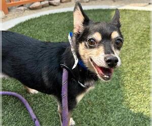 Chihuahua-Unknown Mix Dogs for adoption in Las Vegas, NV, USA