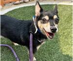 Small Chihuahua Mix