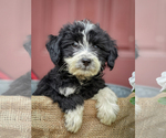 Puppy Oreo Aussiedoodle