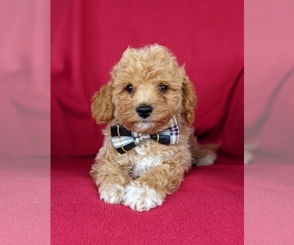 Medium Photo #8 Poodle (Miniature) Puppy For Sale in HOLTWOOD, PA, USA