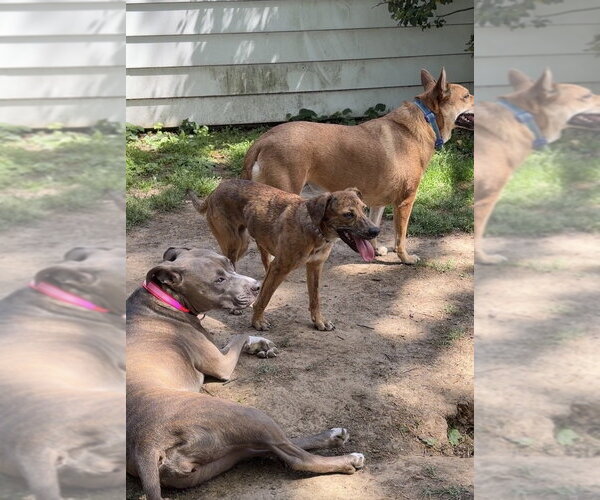 Medium Photo #7 Mutt Puppy For Sale in Evansville, IN, USA