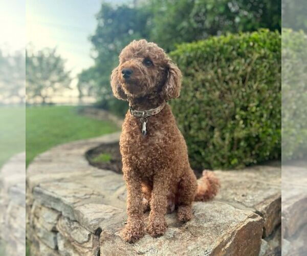 Medium Photo #1 Miniature Labradoodle Puppy For Sale in COATESVILLE, PA, USA