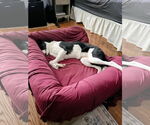 Small #6 Border Collie Mix