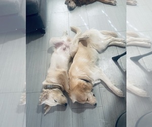 Mother of the English Cream Golden Retriever puppies born on 06/03/2025