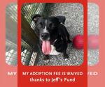 Small #3 Labrador Retriever Mix