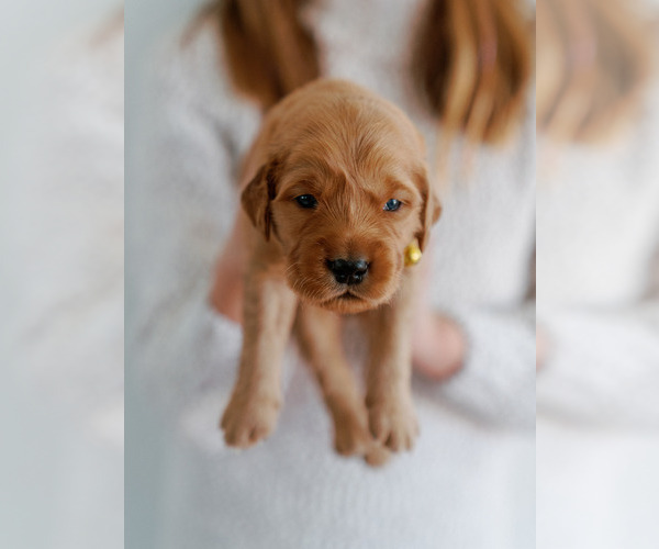Medium Photo #18 Golden Retriever Puppy For Sale in REDDING, CA, USA
