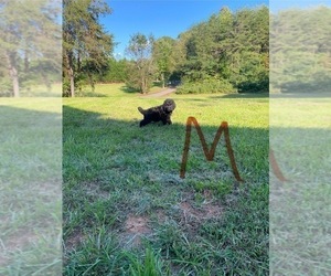 Miniature Bernedoodle Puppy for sale in FREDERICKSBURG, VA, USA