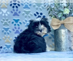 Havanese Puppy for sale in LANCASTER, PA, USA