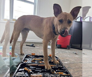 Cassian - Male Mutt Dog for Adoption - Photo #4