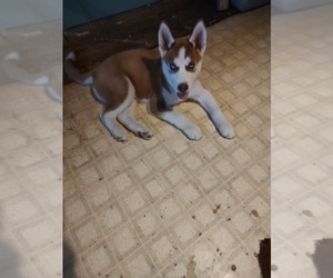 Siberian Husky Dogs for adoption in KNOWLESVILLE, NY, USA