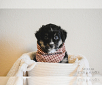 Small Photo #4 Miniature Australian Shepherd Puppy For Sale in FORT RUCKER, AL, USA