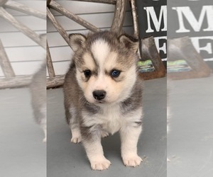 Alaskan Klee Kai Puppy for sale in MILFORD, OH, USA