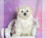 Small #5 Maltese