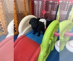 Small Photo #15 Labrador Retriever Puppy For Sale in CARMICHAEL, CA, USA