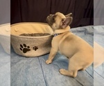 Small #7 French Bulldog