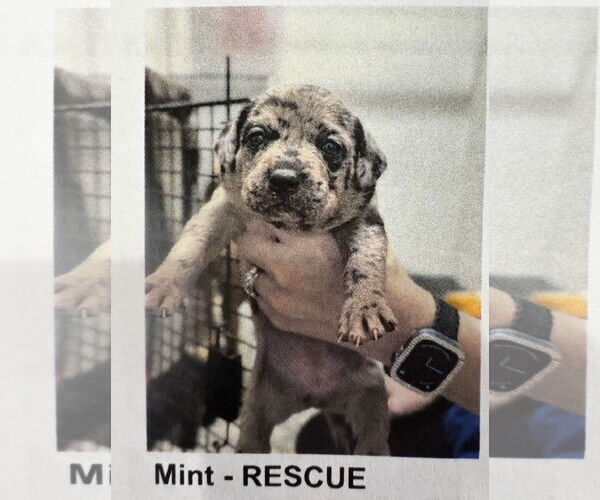 Medium Photo #6 Catahoula Leopard Dog-Unknown Mix Puppy For Sale in Sanford, FL, USA