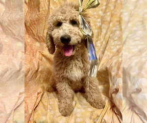 Goldendoodle Puppy for Sale in PHOENIX, Arizona USA