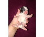 Small #2 Shih Tzu