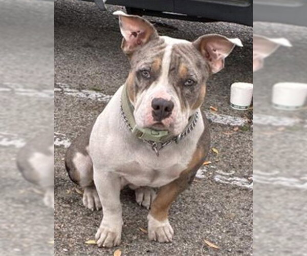 Medium Photo #1 American Bulldog Puppy For Sale in Rancho Cucamonga, CA, USA