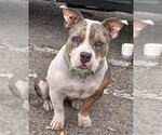 Small American Bulldog