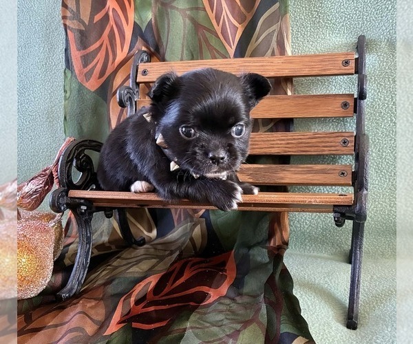 Medium Photo #2 Chihuahua Puppy For Sale in NEWVILLE, PA, USA
