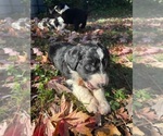 Small Photo #15 Australian Shepherd-F2 Aussiedoodle Mix Puppy For Sale in RALEIGH, NC, USA