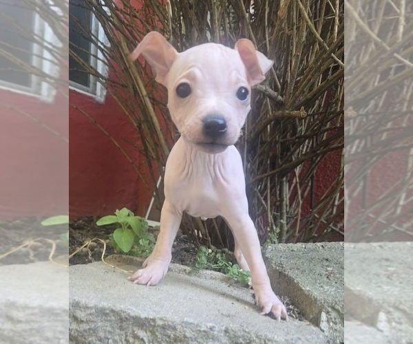 Medium Photo #1 Miniature American Hairless Terrier Puppy For Sale in MEDFORD, MA, USA