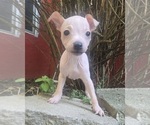 Puppy TITAN Miniature American Hairless Terrier