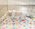 Small #3 Shih Tzu