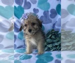 Small Photo #2 Schnoodle (Miniature) Puppy For Sale in LAKELAND, FL, USA