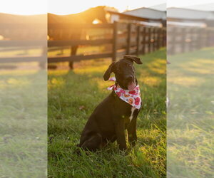 Winnie - Female Great Dane Dog for Adoption - Photo #2