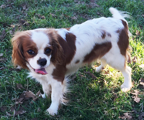 Mother of the Cavalier King Charles Spaniel puppies born on 01/27/2018