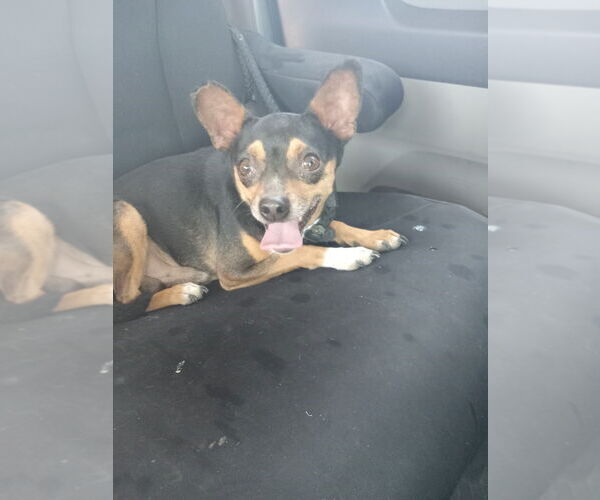 Medium Photo #2 Jack Chi Puppy For Sale in Pierceton , IN, USA