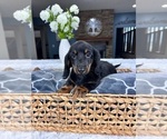 Small Photo #5 Dachshund Puppy For Sale in GREENFIELD, IN, USA