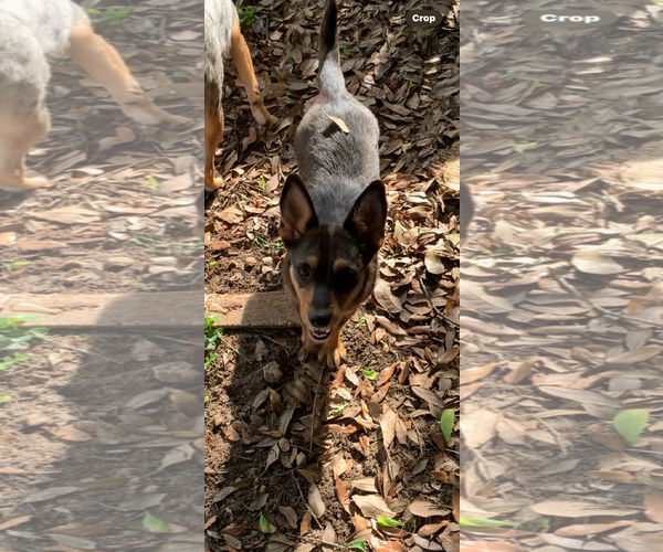 Medium Photo #2 Chihuahua-Unknown Mix Puppy For Sale in The Woodlands, TX, USA