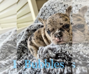 French Bulldog Puppy for sale in CHICKAMAUGA, GA, USA