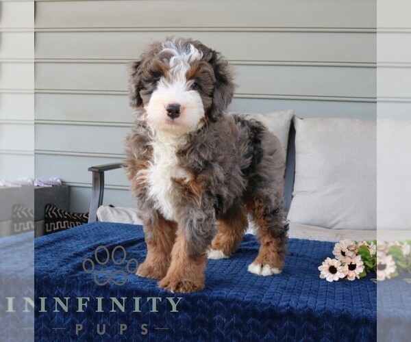 Medium Photo #4 Bernedoodle (Miniature) Puppy For Sale in NARVON, PA, USA