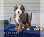 Small #3 Bernedoodle (Miniature)