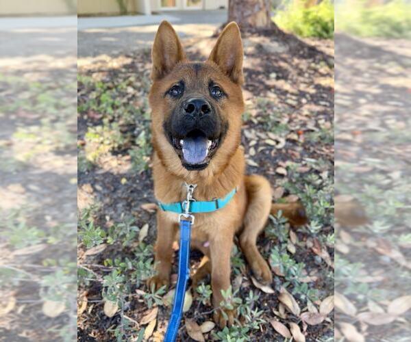 Medium Photo #1 Chow Chow Puppy For Sale in Santa Maria, CA, USA