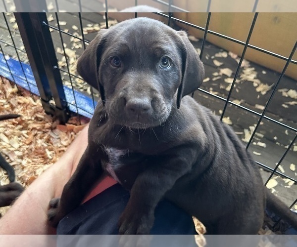 Medium Photo #12 German Shorthaired Lab Puppy For Sale in TACOMA, WA, USA