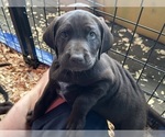 Small Photo #12 German Shorthaired Lab Puppy For Sale in TACOMA, WA, USA