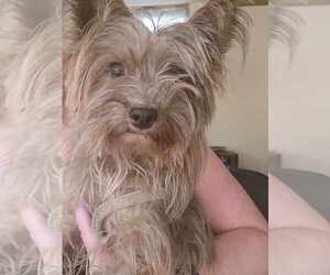 Mother of the Yorkshire Terrier puppies born on 05/21/2025
