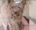 Small Photo #1 Yorkshire Terrier Puppy For Sale in COEUR D ALENE, ID, USA
