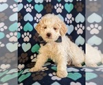 Small Photo #5 Maltipoo-Poodle (Miniature) Mix Puppy For Sale in LINCOLN UNIV, PA, USA