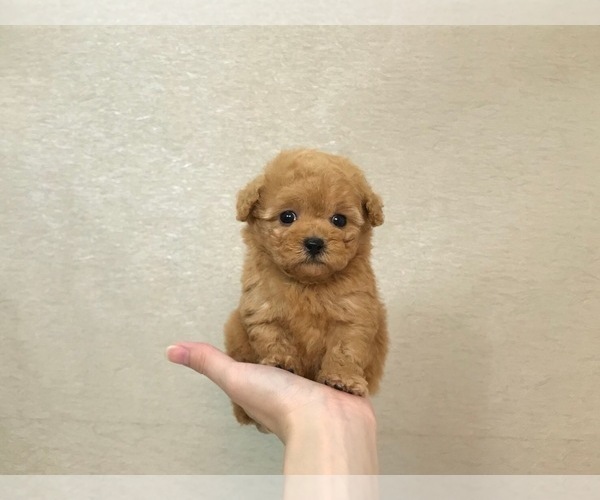 Medium Photo #4 Poodle (Toy) Puppy For Sale in LOS ANGELES, CA, USA