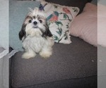 Small Shih Tzu