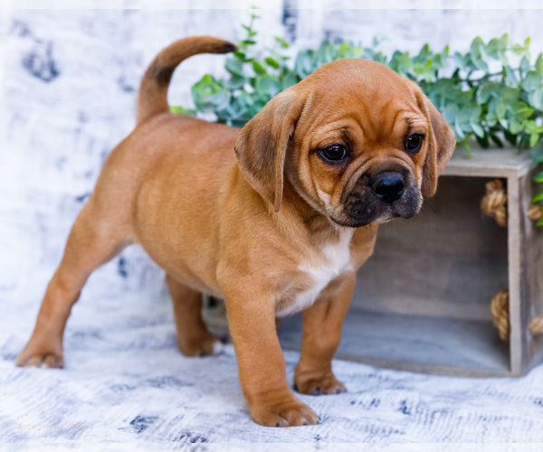 Medium Photo #3 Puggle Puppy For Sale in WAKARUSA, IN, USA