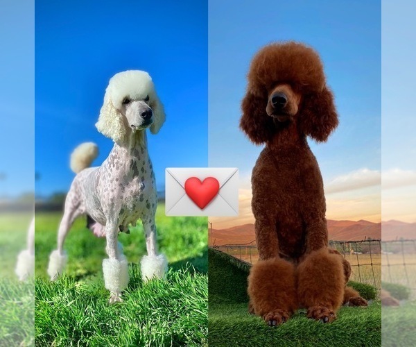 Medium Photo #2 Poodle (Standard) Puppy For Sale in PORTERVILLE, CA, USA