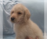Small Photo #5 Labradoodle Puppy For Sale in JEFFERSONTOWN, KY, USA